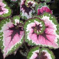 Begonia Christmas Curl Steve S Leaves Terrarium Plants For Sale Begonia Paper Flowers
