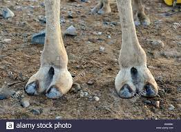 Sarah palin in 30 years will most likely have the largest camel foot known to mankind. Camel Feet Stockfotos Und Bilder Kaufen Alamy