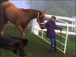 La naissance d'un poulain 16 : Allez Au Galop Wiki Grandgalop Fandom