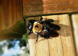 Getting rid of carpenter bees, the pests responsible for those small holes dotting your deck or siding, can be as easy as painting the wood. How To Get Rid Of Wood Bees Or Carpenter Bees Green Giant Services