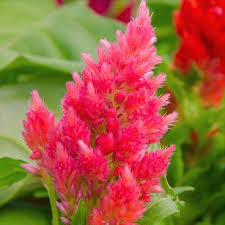 Hot Pink Plumosa Celosia Florabundance Wholesale Flowers