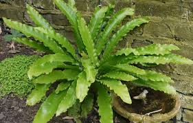 We aim to enrich everyone's life through plants, and make the uk a greener and. Ferns Outdoor Garden Ferns Perfect For Shade Paramount Plants Uk