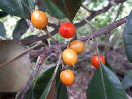 Image result for Manilkara