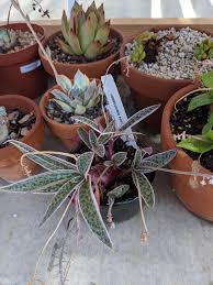 Image result for Ledebouria Unidentified sp. no3.