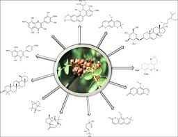 Image result for Zanthoxylum lindense