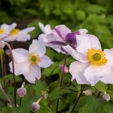 Image result for Anemone transvaalensis