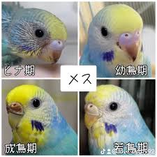 こばーゆ(kobird) on X: ティックトックで載せてたくさんの方に 見てもらってるけど 我が家のセキ女とセキ男の鼻の色の変化と  成長過程をオスメスで比較してみました(*^^*) メスでも鼻が青い子は居ます✨ あと、鼻の穴の周りが白いか白くないかで雛のうちから性別が ...
