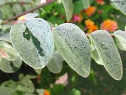 Image result for Breynia disticha