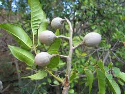 Image result for Canarium