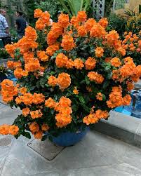Image result for Crossandra