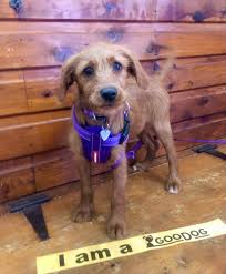 These lovely pups and their...