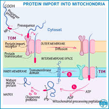 Https Drawittoknowit Com Course Cell Biology Glossary Cellular Anatomy Physiology Protein Import Into Mitochondria Mitochon Physiology Mitochondria Biology