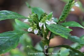 Image result for Rungia grandis