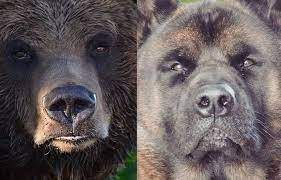 Akita World Fan Page - #beardog 🤣🖤 | Facebook