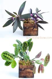 Indoor plant low light clean air. 12 Best Air Purifying Indoor Plants You Won T Kill A Piece Of Rainbow