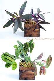 A simple set of houseplants add color, style and an earthy warmth to. 12 Best Air Purifying Indoor Plants You Won T Kill A Piece Of Rainbow