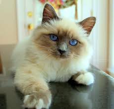 August 8 2011 Present Day Ivey Of Sinsa Blue Point Birman Chat Sacre De Birmanie Beaux Chats Sacre De Birmanie