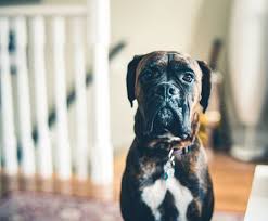 There are 1141 pug pictures for sale on etsy, and they cost $20.12 on average. 80 Brindle Dog Names