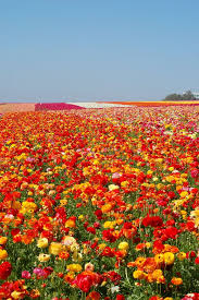 Carlsbad Flower Fields Carlsbad Flower Fields Flower Field Beautiful Nature