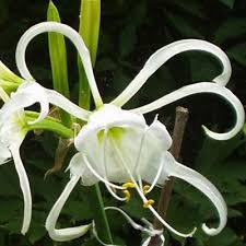 Image result for Ismene narcissiflora