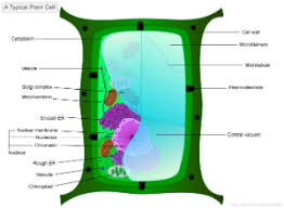 This is a process by which small regions (sometimes called 'patches') of cell membrane leave the membrane. Subcellular Architecture And Experimental Approaches To Cell Biology Biol230w Fall09 Confluence