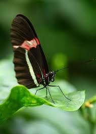 Pin By Christine Potocar On Butterflies Moths Butterfly Chrysalis Butterfly Beautiful Butterflies