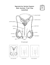 Download diagrams unlabeled.pdf (5.76 mb). Download Diagram Diagram Of Unlabelled Male Reproductive System Full Hd Version Visionjpc Lilac Lane De