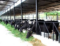 Image result for modern cattle ranch