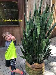 Snake Plant Leaves Falling Over Causes Prevention Snake Plant Plants Sansevieria Plant