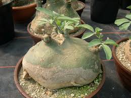 Image result for Adenia glauca