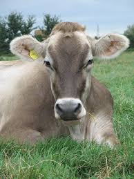 Black And White Cow Breed Name Brown Swiss Cattle Can Be Grey Dark Brown Tan Or Even Almost White In Color Their Hooves Muzzle And Switch Are Usually Black Animals Cute Cows Dairy Cows