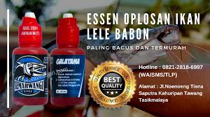 Essen Ikan Lele Babon Paling Bagus Dan Termurah Babon Essen Ikan