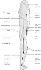 Deigram of outside leg muscles. The Myofascial Sen Musculoskeletal Key