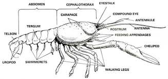 crayfish dissection biology junction