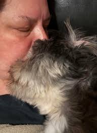 Managing Boston Terrier Epilepsy Clusters