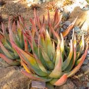 Image result for Aloe ribauensis