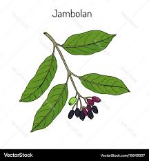 Image result for Syzygium cumini