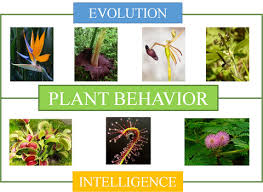 We're family owned and operated, and committed to. Plant Behaviour An Evolutionary Response To The Environment Kumar 2020 Plant Biology Wiley Online Library