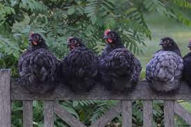 Jersey giant chickens, the largest of all the chickens, are one of those rare breeds that really shouldn't be rare. Jersey Giant Huhn Grosse Platzbedarf Eigenschaften Selbstversorger De