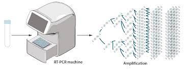 In this method, rna is first transcribed into complementary dna (cdna) by reverse transcriptase from total rna or messenger rna (mrna). How Is The Covid 19 Virus Detected Using Real Time Rt Pcr Iaea