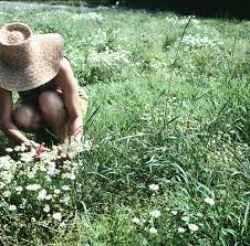 Bucolic Wild Flowers Life Garden