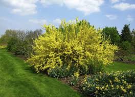 25 Plants That Survive With Or Without You Hedging Plants Plants Trees To Plant