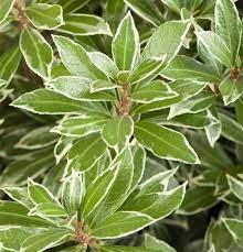 Andromède du japon little heath variegata. Pieris Japonica Little Heath Schattenglockchen Little Heath Gartenbaumschule Becker
