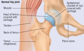 Many women as well as men aim to tone and strengthen this there are 17 muscles located in this area yet there are roughly three major ones that should be focused on relating to fitness and strength training. Traumatic Dislocation Of The Hip Harvard Health