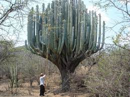 Hola, me registre en este foro con el unico proposito de conocer la especie de mi cactus, lo he comprado este es el cactus mas chungo que tengo, aunque no lo parezca es casi imposible de manipular, con. Cuidados De Los Cactus Mas Altos Jardineria On