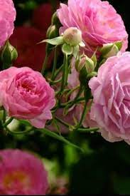 Top 3 Roses For Your Garden Flowers Beautiful Rose Flowers Beautiful Flowers