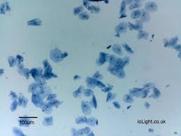 Draw a diagram of one cheek cell and label the parts. Digital Usb Microscope Images From The Iolight Pocket Microscope