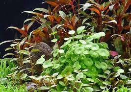 Image result for Hydrocotyle