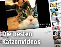 Die besten Katzenvideos - news.ORF.at