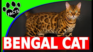Click to see available kittens. Bengal Cats 101 Top 10 Facts And Information Youtube